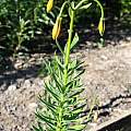 Lilium ponticum, syn. Lilium pyrenaicum var. artvinense, Darm Crook