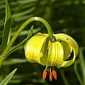 Lilium pyrenaicum, Roger Darlington [Shift+click to enlarge, Click to go to wiki entry]
