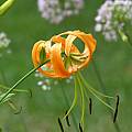 Lilium rosthornii, Arnold Trachtenberg [Shift+click to enlarge, Click to go to wiki entry]