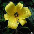 Lilium &#039;Royal Gold&#039;, Janos Agoston [Shift+click to enlarge, Click to go to wiki entry]