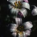 Lilium rubescens, Ron Parsons