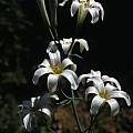 Lilium rubescens, Ron Parsons