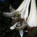Lilium sargentiae, Arnold Trachtenberg