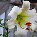 Lilium sargentiae, Darm Crook [Shift+click to enlarge, Click to go to wiki entry]