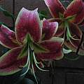 Lilium &#039;Scheherazade&#039;, David Pilling [Shift+click to enlarge, Click to go to wiki entry]