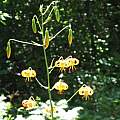 Lilium pardalinum ssp. shastense, Rimmer de Vries