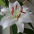 Lilium &#039;Siberia&#039;, David Pilling [Shift+click to enlarge, Click to go to wiki entry]