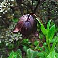 Lilium souliei, NW Yunnan, Oron Peri