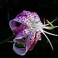 Lilium speciosum, Jim McKenney [Shift+click to enlarge, Click to go to wiki entry]