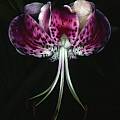 Lilium speciosum, Ron Parsons