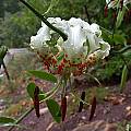Lilium speciosum var. gloriosoides, John Lonsdale