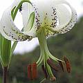 Lilium taliense, David Victor [Shift+click to enlarge, Click to go to wiki entry]