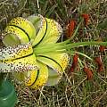 Lilium taliense v. kaichen, Charlie Kroell