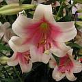 Lilium &#039;Triumphator&#039;, Janos Agoston [Shift+click to enlarge, Click to go to wiki entry]