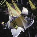 Lilium wallichianum, Ron Parsons [Shift+click to enlarge, Click to go to wiki entry]