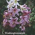 Lilium washingtonianum, Ron Moodycliffe