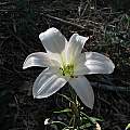 Lilium washingtonianum, Tuolumne Co., CA, Nhu Nguyen [Shift+click to enlarge, Click to go to wiki entry]