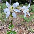 Lilium washingtonianum, Jamie Spielmann, Calflora, CC-BY-NC