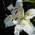 Lilium white Oriental, Gary Buckley
