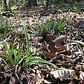 Listera australis, Alani Davis