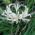 Lycoris hybrid, John Ingram