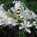 Lycoris hybrid, Jim Murrain