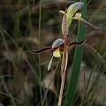 Lyperanthus serratus, Stirling Range National Park, Mary Sue Ittner