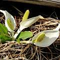 Lysichiton camtschatcense, Mari Kitama Lysichiton camtschatcense, Mari Kitama