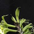 Macropidia fuliginosa bud, Lee Poulsen