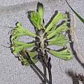 Macropidia fuliginosa flower, Lee Poulsen