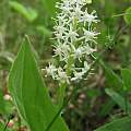 Maianthemum canadense, Linda Foulis