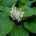 Maianthemum dilatatum, Netarts, Oregon, Mary Sue Ittner