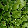 Maianthemum dilatatum, Oregon, Bob Rutemoeller