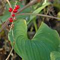Maianthemum dilatatum berries, Bob Rutemoeller