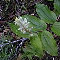 Maianthemum racemosum, Bob Rutemoeller