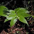 Maianthemum stellatum,  syn. Smilacina stellata, Mary Sue Ittner