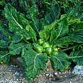 Mandragora officinarum, Richard A. Cech Mandragora officinarum, Richard A. Cech