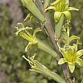 Manfreda maculata, Dale Denham-Logsdon