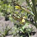 Manfreda maculata, Dale Denham-Logsdon