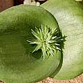 Massonia bifolia, Hans Joschko