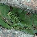 Massonia bifolia, Bob Rutemoeller