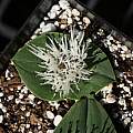 Massonia pygmaea ssp. kamiesbergensis, Nhu Nguyen
