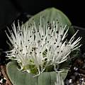 Massonia pygmaea ssp. kamiesbergensis, Nhu Nguyen