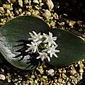 Massonia roggeveldensis, Nhu Nguyen