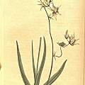 Melasphaerula graminea, Curtis's Botanical Magazine
