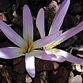 Colchicum montanum, John Lonsdale [Shift+click to enlarge, Click to go to wiki entry]