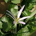 Colchicum soboliferum, syn. Merendera sobolifera flower, Jim McKenney