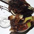Narcissus bulb fly larva, Arnold Trachtenberg
