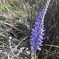Micranthus filifolius, Sean Privett, iNaturalist, CC BY-SA