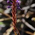 Micranthus filifolius, Tony Rebelo, iNaturalist, CC BY-SA